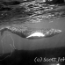 whale_humpback_h_00275_dom3676bw.jpg